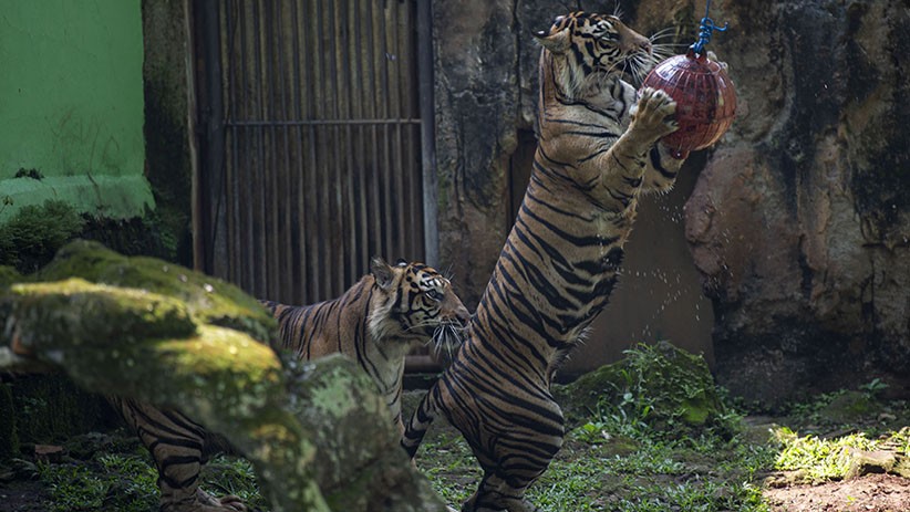 Aksi 2 Harimau Sumatera saat Siaran Langsung dari Taman Margasatwa Ragunan - Bagian 1