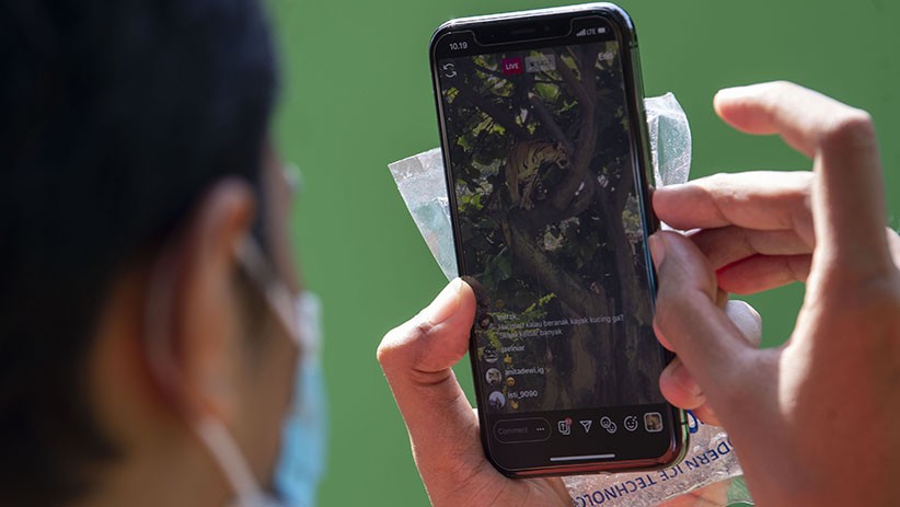 Aksi 2 Harimau Sumatera saat Siaran Langsung dari Taman Margasatwa Ragunan - Bagian 4