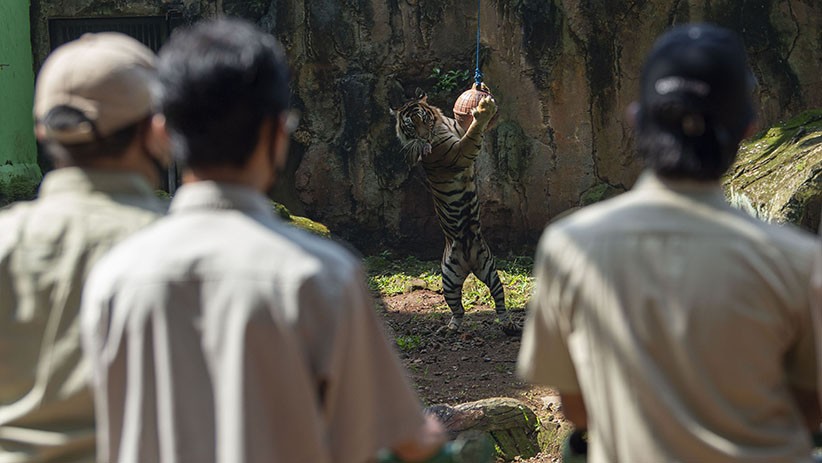 Aksi 2 Harimau Sumatera saat Siaran Langsung dari Taman Margasatwa Ragunan - Bagian 2