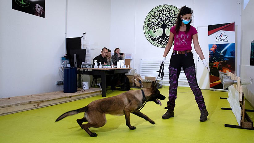 Prancis Latih Anjing Pelacak untuk Mendeteksi Virus Corona - Bagian 2