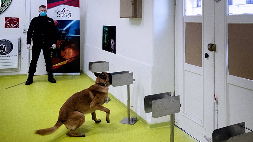 Prancis Latih Anjing Pelacak untuk Mendeteksi Virus Corona - Bagian 1