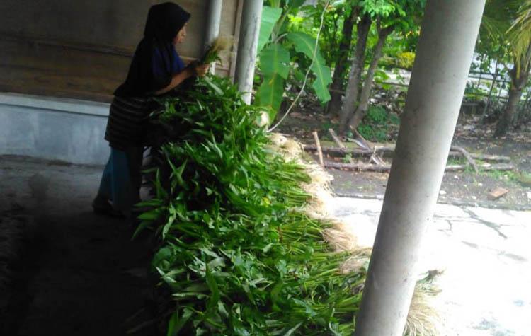 Cukup Bayar dengan Doa, Petani Sayur di Gunungkidul Bagikan Hasil Panen