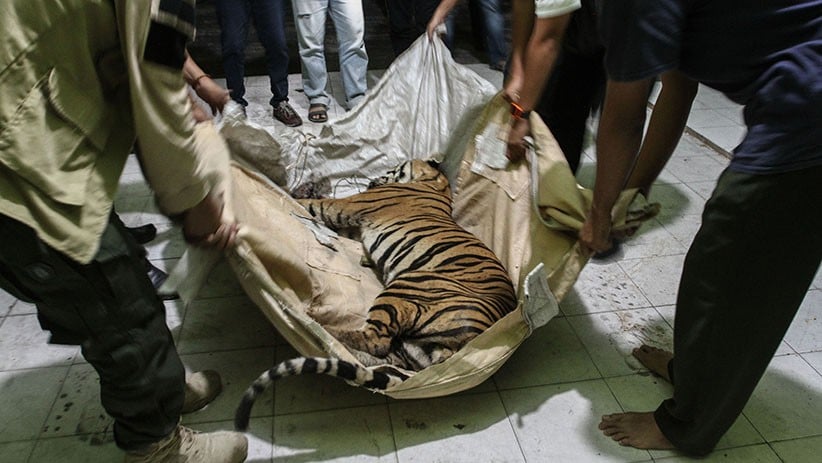 Harimau Sumatera Mati Terkena Jeratan Pemburu - Bagian 1