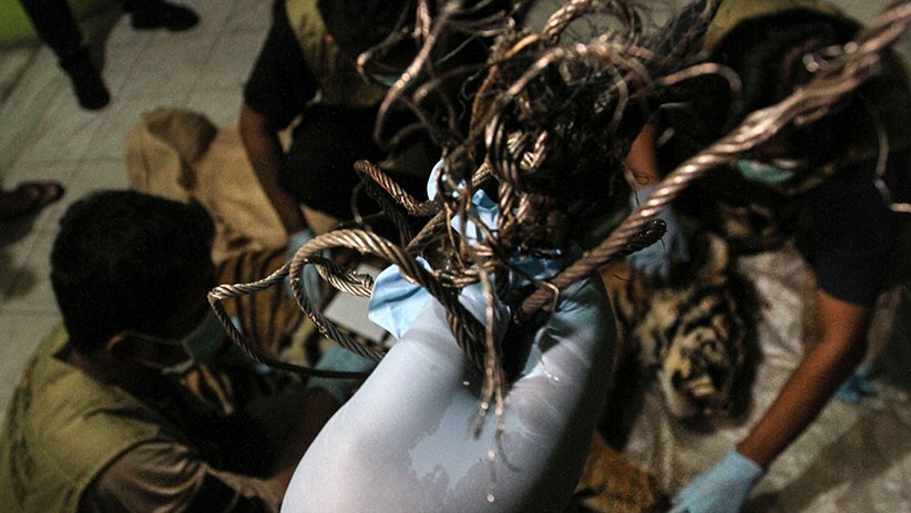 Harimau Sumatera Mati Terkena Jeratan Pemburu - Bagian 3