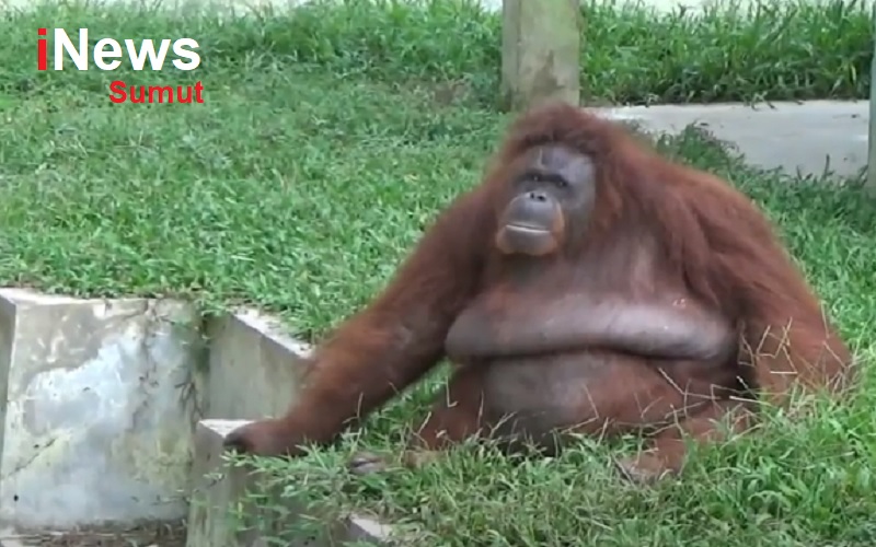 Pakan Satwa di Medan Zoo Sudah Terpenuhi, Bantuan dari Pemerintah dan