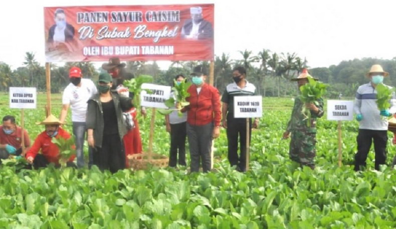 Bupati Tabanan Bayar Rp20 Juta Borong Sayur Milik Petani Terdampak Covid-19