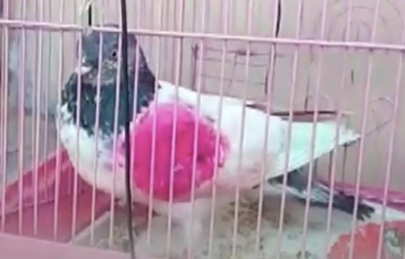Burung Merpati Ditahan Polisi karena Diduga Jadi Mata-Mata Pakistan