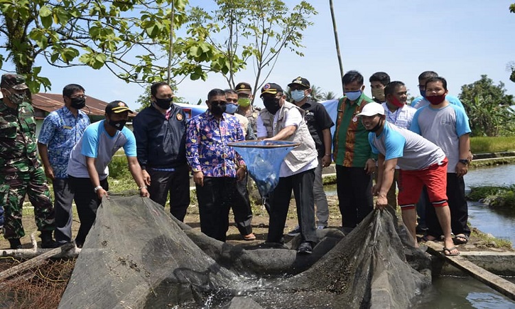 Usaha Ekonomi Produktif Karta Jaya Tarantang Padang Panen 1 Ton Ikan Nila