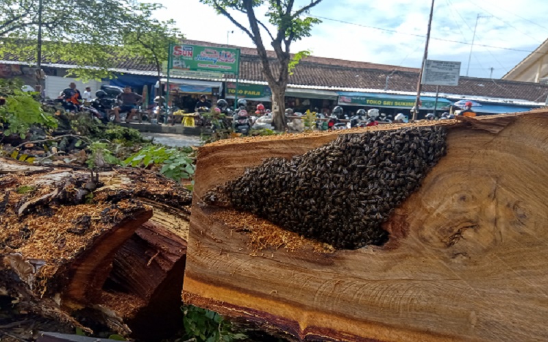 title Ditebang, Pohon Berusia Ratusan Tahun di Pasar Bunder Sragen Jadi Sarang Tawon Ditebang, Pohon Berusia Ratusan Tahun di Pasar Bunder Sragen Jadi Sarang Tawon