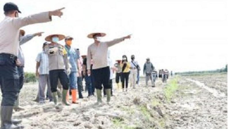 Petani Serdangbedagai Tanam Padi di Lahan Kompensasi Tol Seluas 20 Hektare