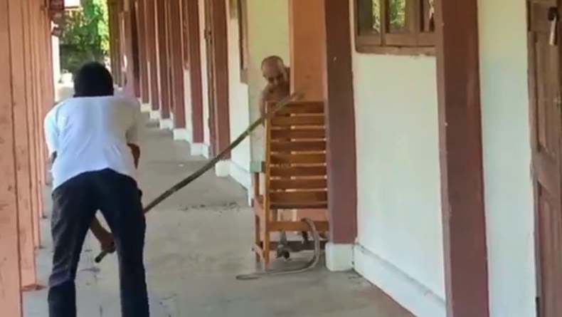 Penjaga Sekolah di Muba Nyaris Tewas Dipatok Ular Kobra