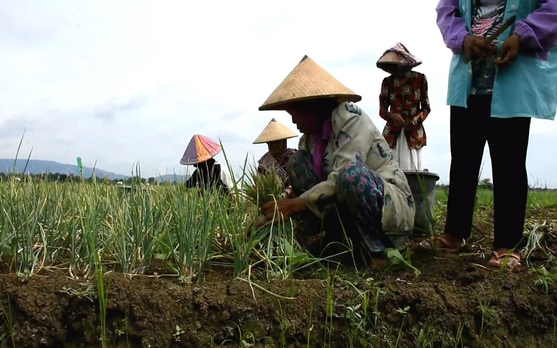 Bisa Kantongi Rp45 Juta, Petani Bawang: Saat Pandemi Covid-19 Malah Untung Besar