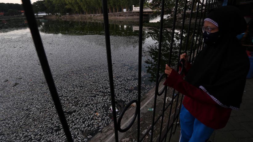 Ribuan Ikan di Waduk Sier Surabaya Mati Mendadak - Bagian 3