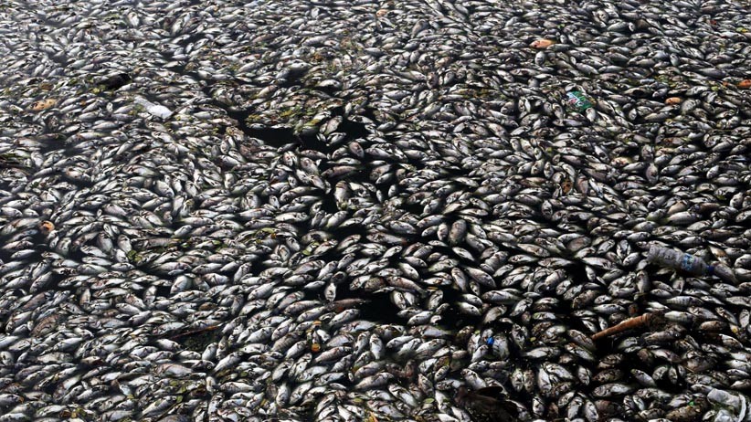 Ribuan Ikan di Waduk Sier Surabaya Mati Mendadak - Bagian 2