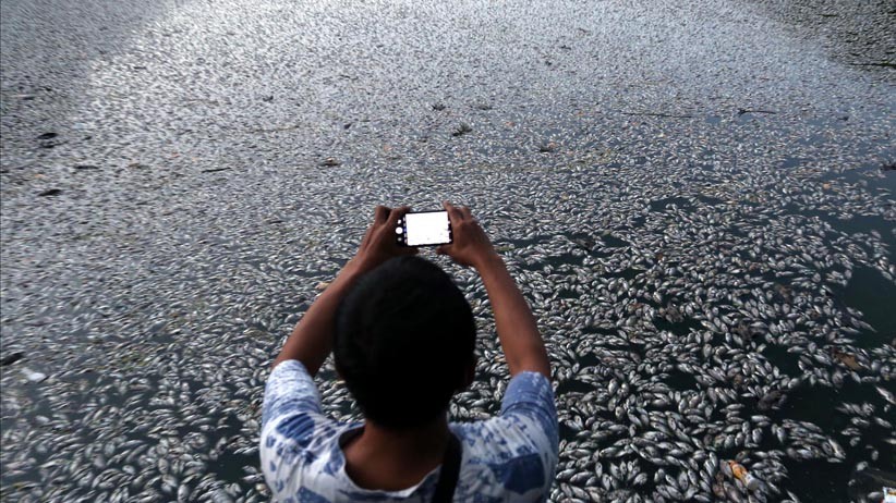 Ribuan Ikan di Waduk Sier Surabaya Mati Mendadak