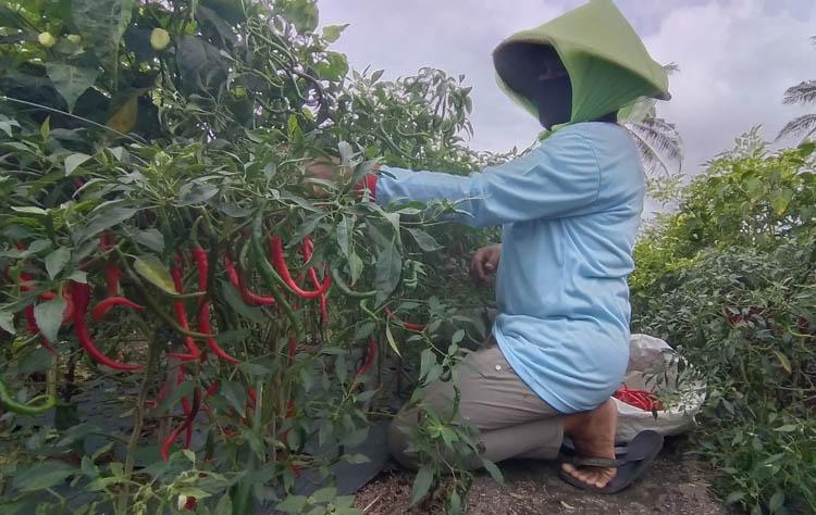 title Cabai Terpuruk, Pemkab Kulonprogo Bantu Jual 1,6 Ton ke ASN Cabai Terpuruk, Pemkab Kulonprogo Bantu Jual 1,6 Ton ke ASN