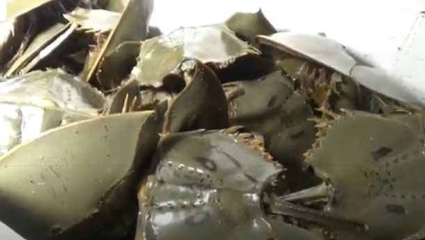 Polda Riau Gagalkan Penyelundupan Ratusan Ekor Belangkas ke Malaysia