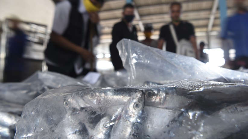 Tempat Pelelangan Ikan Muara Angke Kembali Dibuka - Bagian 3