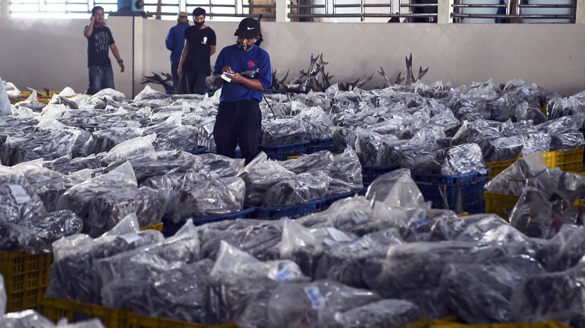 Tempat Pelelangan Ikan Muara Angke Kembali Dibuka - Bagian 2