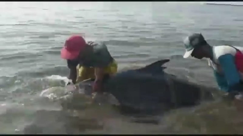 2 Ekor Lumba-Lumba Terdampar di Pantai Wisata Kampung Blekok Situbondo