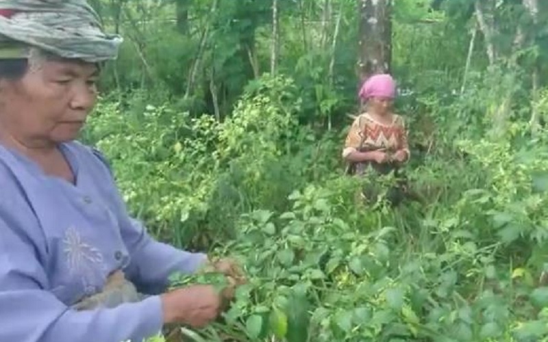 Petani di Lereng Gunung Slamet Merugi Gegara Cabai Dihargai Rp3.000 per Kg