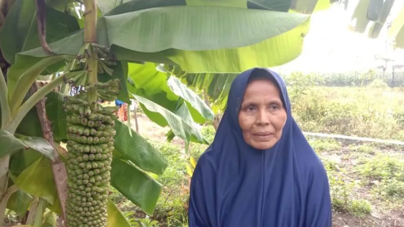 Unik, Ada Pohon Pisang 1.000 Buah di Kota Padang