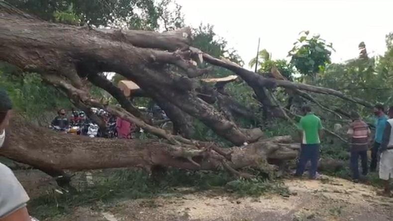 title Jalan Trans Flores di Sikka Lumpuh Total 12 Jam Gara-Gara Pohon Tumbang Jalan Trans Flores di Sikka Lumpuh Total 12 Jam Gara-Gara Pohon Tumbang