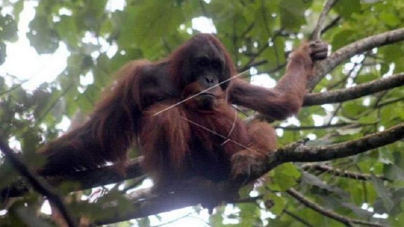 Orangutan Sumatera Mendadak Muncul di Hutan Danau Lau Kawar Gunung Sinabung