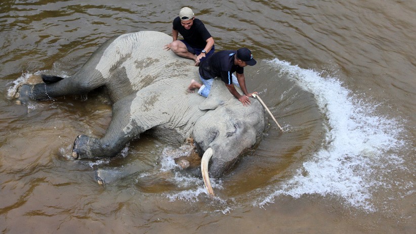 Serunya Memandikan Gajah Jinak di Kawasan Konservasi Aceh - Bagian 2