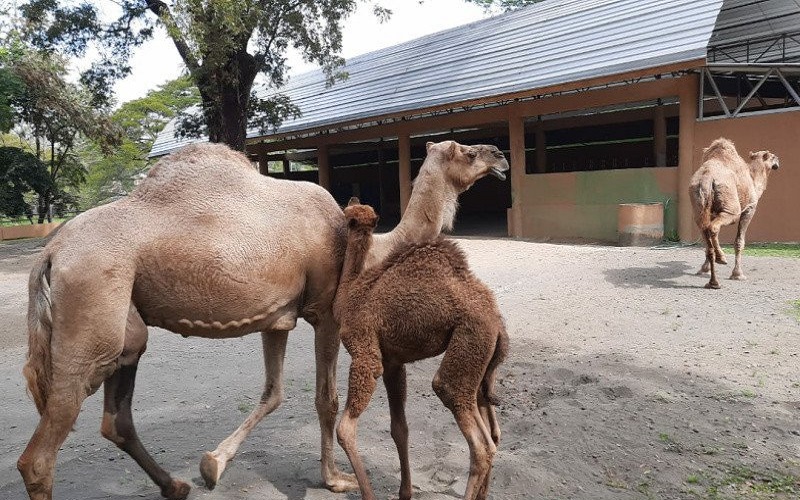 Bayi Unta Di Kebun Binatang Tstj Solo Diberi Nama Dovir Olan Ini Artinya Bagian 1
