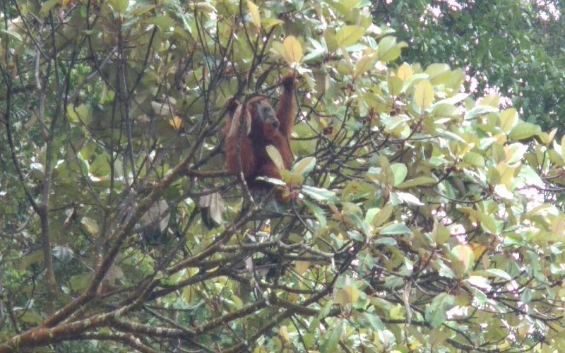Orangutan Terlihat di Kawasan Hutan Danau Lau Kawar, Ini Penjelasan BBKSDA Sumut