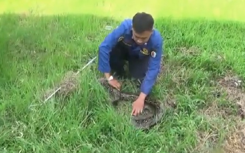 Sering Mangsa Ternak, Ular Piton Sepanjang 3 Meter di Brebes Ditangkap