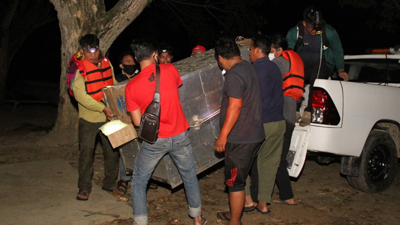 Momen Harimau Sumatera Dilepas ke Taman Nasional Gunung Leuser - Bagian 4