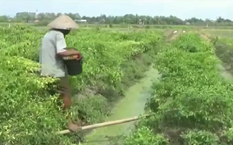title Petani Cabai di Tegal Merugi Hasil Panen Ditawar Rp15.000 per Kg Petani Cabai di Tegal Merugi Hasil Panen Ditawar Rp15.000 per Kg