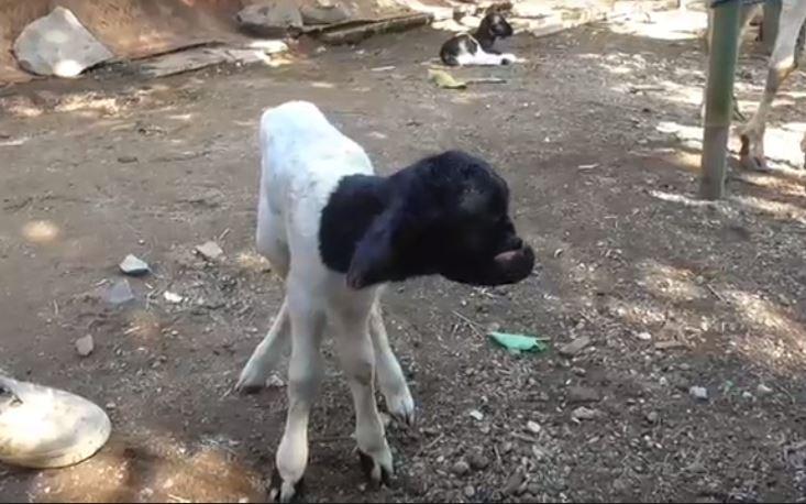 Viral, Anak Domba Mata Satu di Sumedang