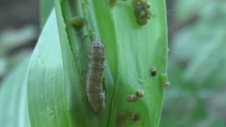 Diserbu Ulat Grayak, Petani Jagung di Situbondo Terancam Gagal Panen