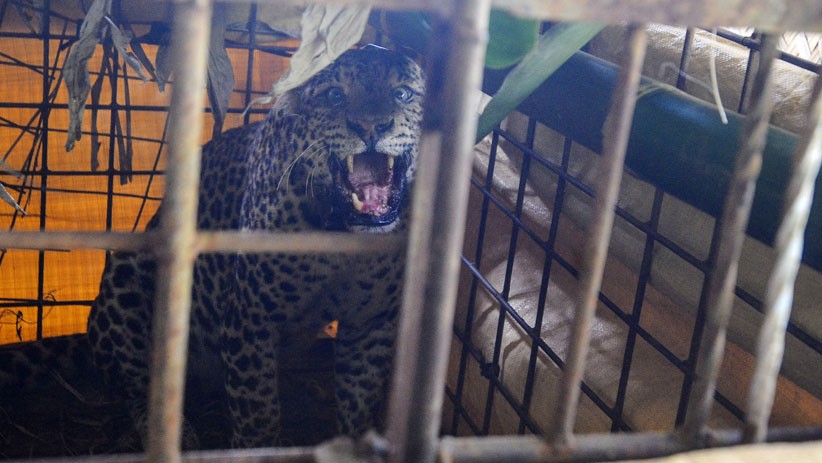 Macan Tutul Memangsa Ternak Ditangkap Warga Desa Cikupa Ciamis - Bagian 2