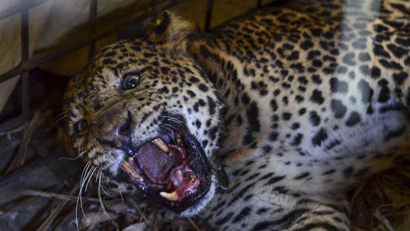 Macan Tutul Memangsa Ternak Ditangkap Warga Desa Cikupa Ciamis - Bagian 1