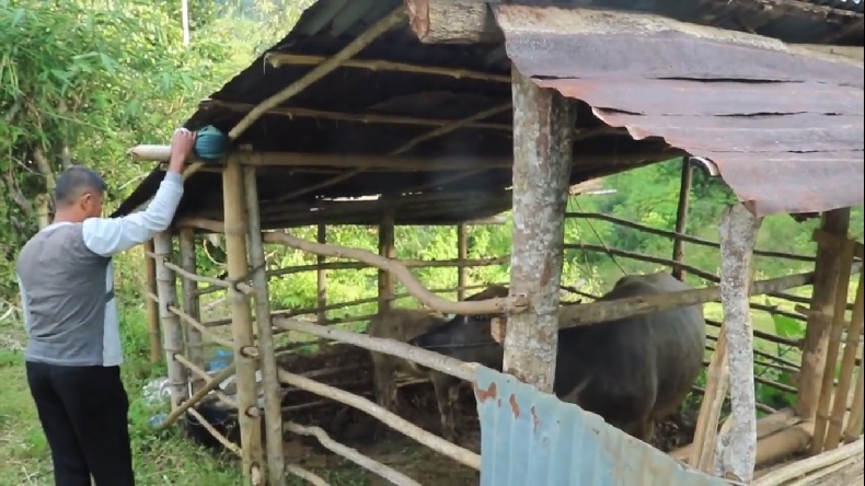 Warga Agam Diminta Waspada, Harimau Masuk Kampung dan Serang Kerbau Peternak