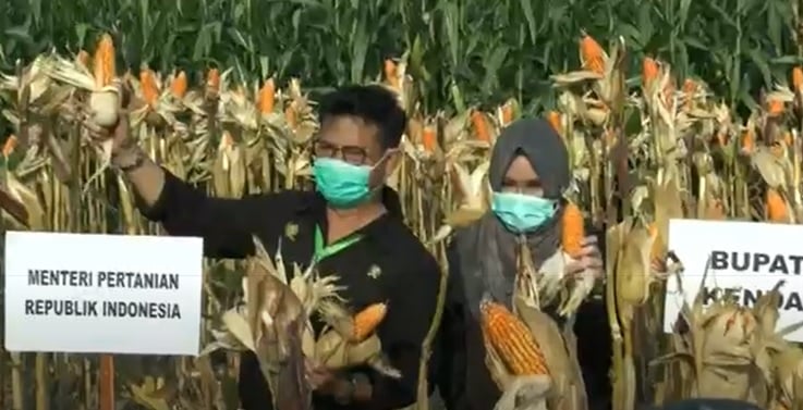 Panen Jagung di Kendal, Mentan Ajak Petani di Jateng Terus Tingkatkan Produksi