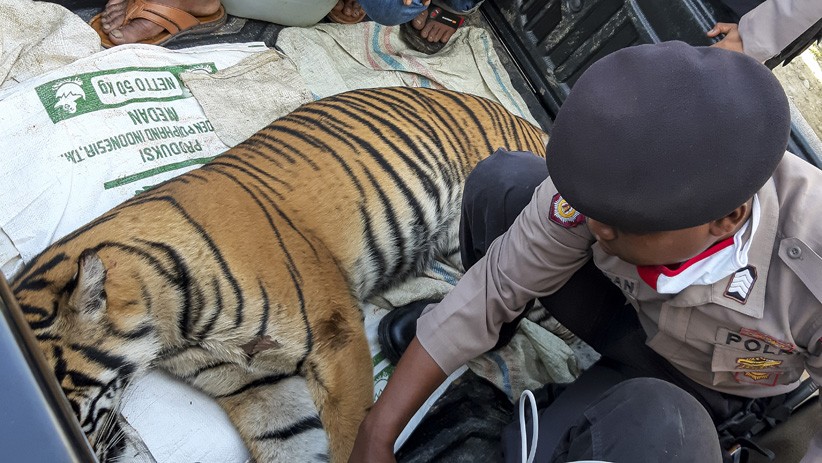 Tragis, Harimau Sumatera Ditemukan Mati akibat Racun di Perkebunan Aceh Selatan - Bagian 2