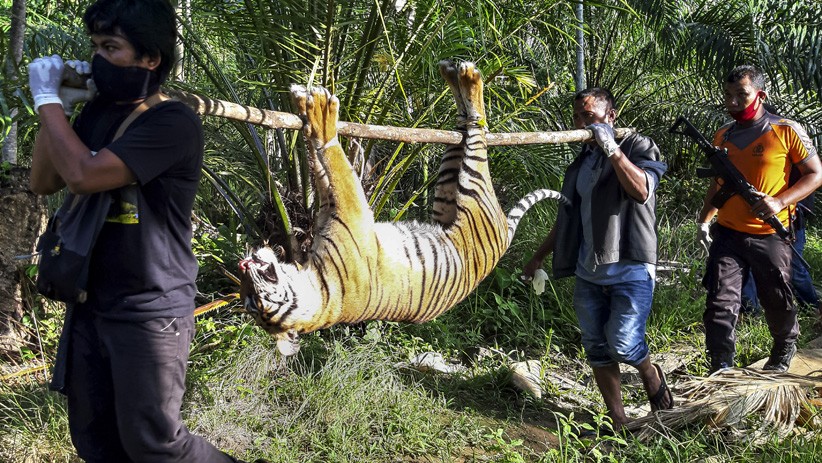 Harimau Sumatera Ditemukan Mati di Aceh Selatan Usai Makan 6 Kambing di Kebun