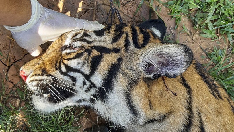 Tragis, Harimau Sumatera Ditemukan Mati akibat Racun di Perkebunan Aceh Selatan - Bagian 4