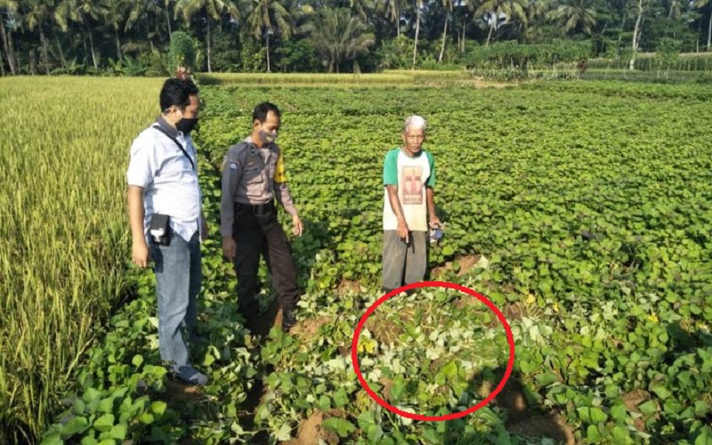 Warga Desa di Purbalingga Tewas di Kebun Ubi, Polisi Cek TKP