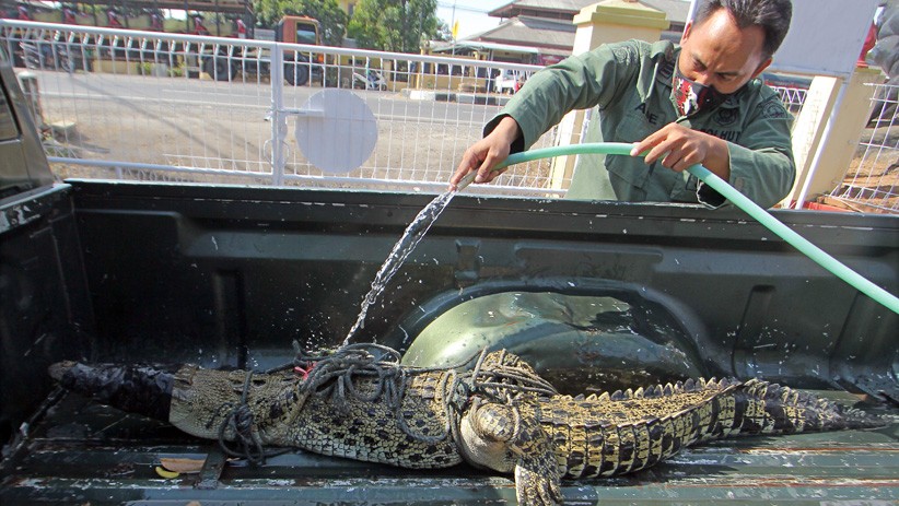 Buaya Muara Sepanjang 2 Meter Masuk Permukiman Warga - Bagian 1