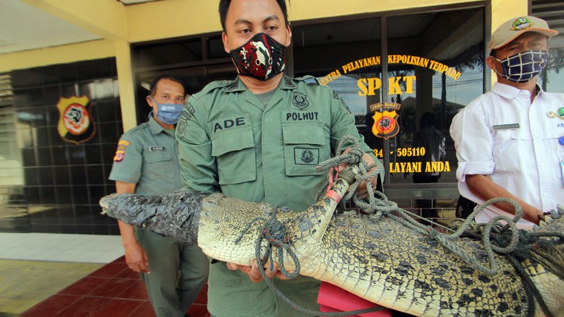 Buaya Muara Sepanjang 2 Meter Masuk Permukiman Warga - Bagian 2