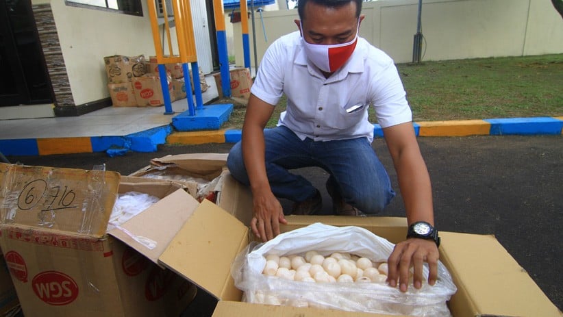 ABK Selundupkan 9.310 Butir Telur Penyu Ditangkap Polair Polda Kalbar - Bagian 2