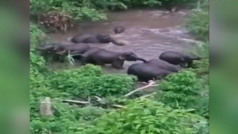 Video Puluhan Gajah Liar Mandi di Perkebunan Warga Pidie Aceh