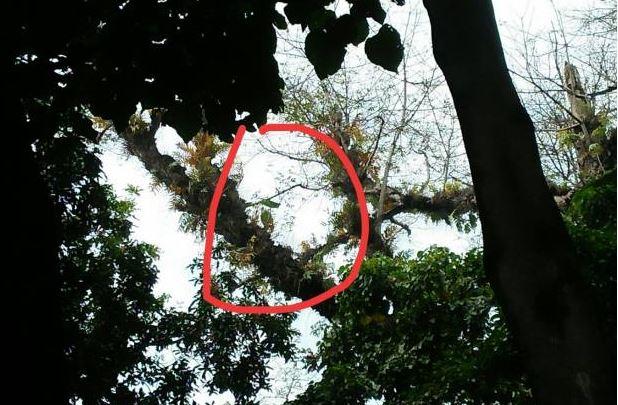 Warga Majalengka Dihebohkan Pohon Pisang Tumbuh di Atas Dahan