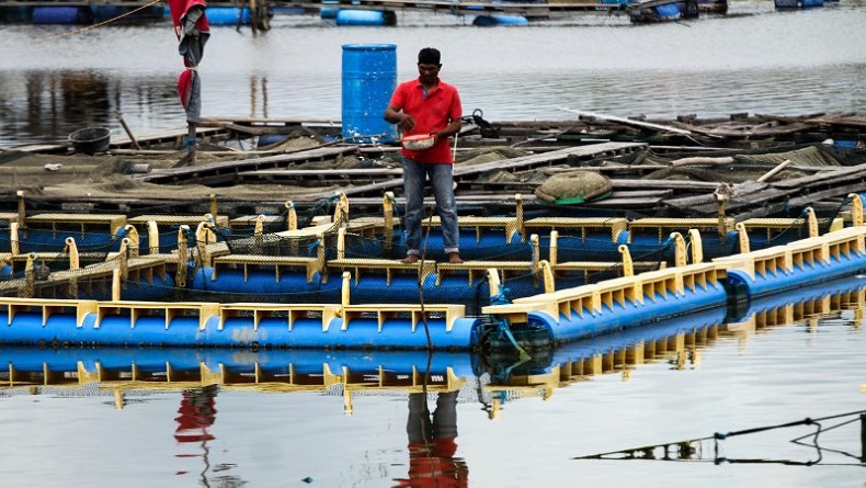 500 Kg Ikan Keramba Jaring Apung Di Mukomuko Mati Mendadak Diduga Terpapar Limbah